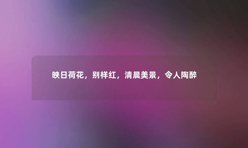 映日荷花，别样红，清晨美景，令人陶醉
