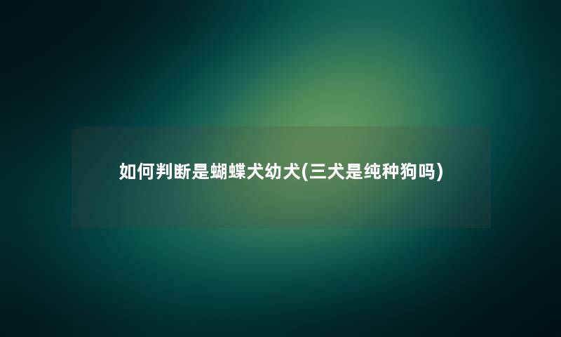如何判断是蝴蝶犬幼犬(三犬是纯种狗吗)